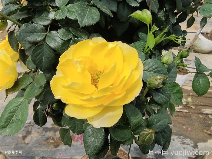 黃果汁月季/黃色果汁陽(yáng)臺/檸檬果汁(圖2)