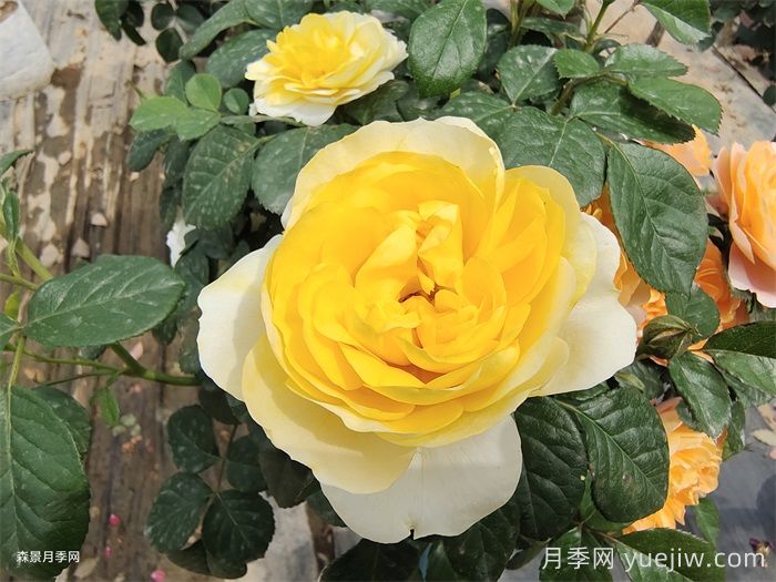黃果汁月季/黃色果汁陽(yáng)臺/檸檬果汁(圖1)