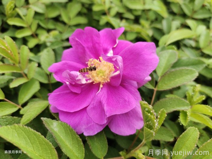 四季玫瑰與月季的多方面區別及四季玫瑰種植指南(圖1)