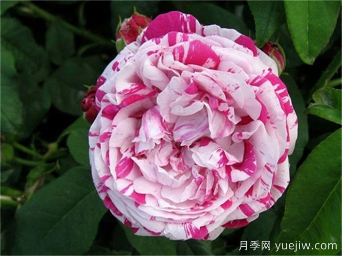 推薦6款條紋月季品種，別致美麗吸引眼球(圖3)