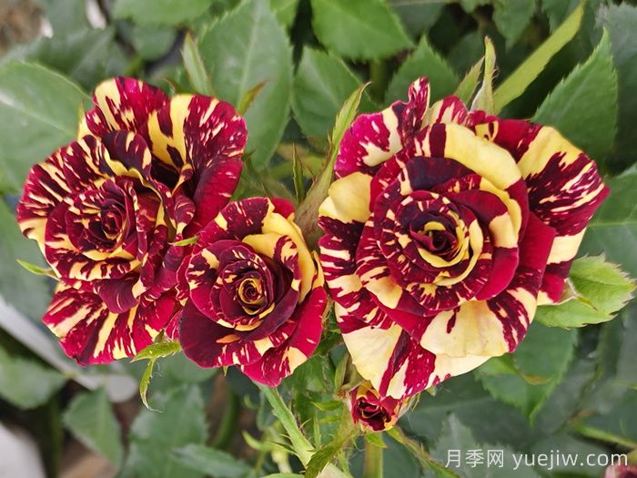推薦6款條紋月季品種，別致美麗吸引眼球(圖4)