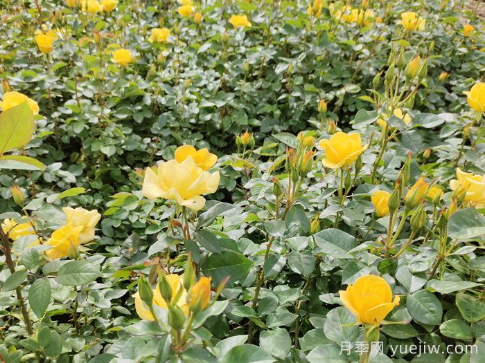 月季的花蕾不長(cháng)是什么原因？(圖1)