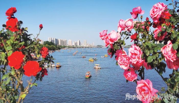 第三屆世界月季博覽會(huì )，南陽(yáng)寶藏月季花打卡點(diǎn)(圖3)