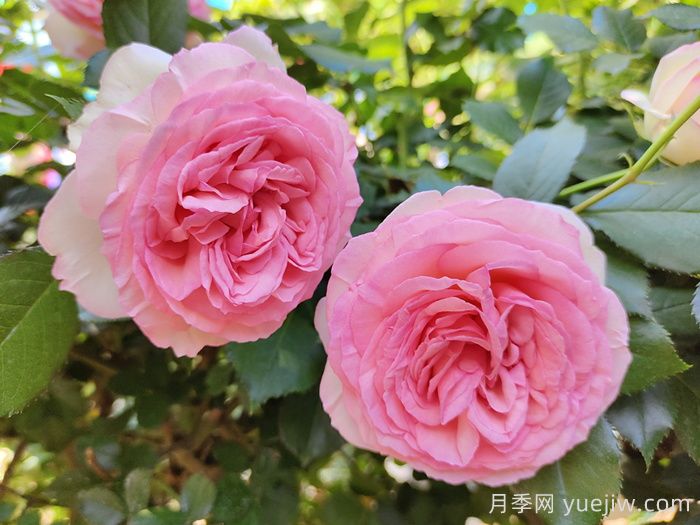 月季枯萎了還能活過(guò)來(lái)嗎？月季花垂頭了怎么補救？(圖1)