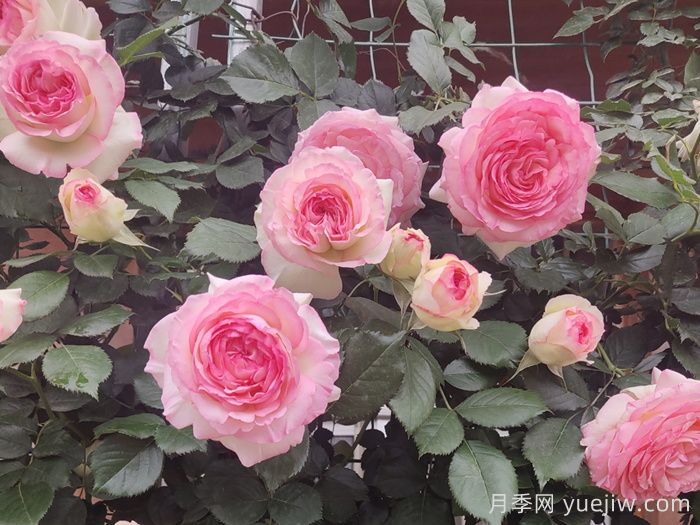 龍沙寶石，***受歡迎的粉色藤本月季，無(wú)法抗拒的魅力(圖3)