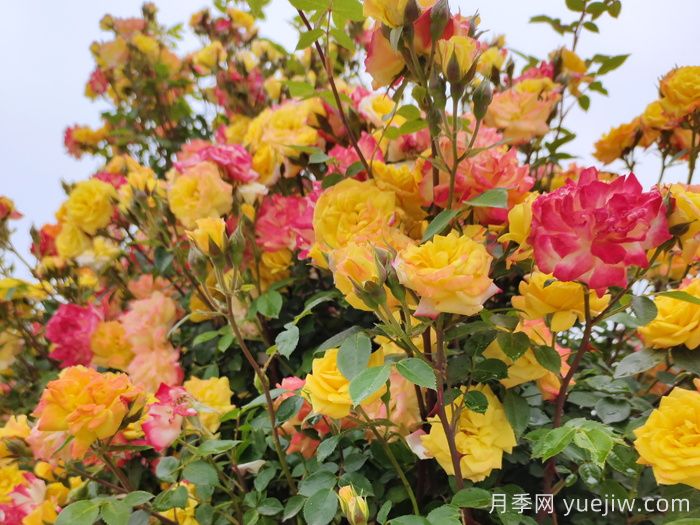 藤彩虹月季一年開(kāi)幾次花？復花快嗎？(圖1)