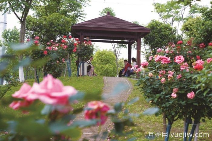 湖南寧鄉：萬(wàn)株月季齊綻放，扮靚城市生態(tài)新風(fēng)景(圖3)