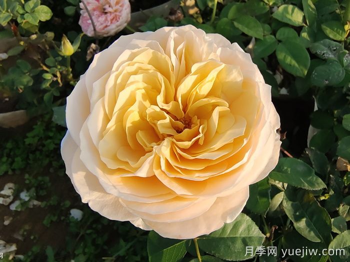 朱麗葉月季的花朵表現怎么樣？(圖1)