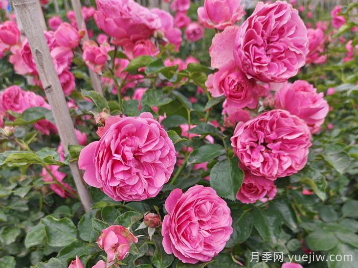 8種高顏值又好養的月季花，唯美驚艷(圖1)