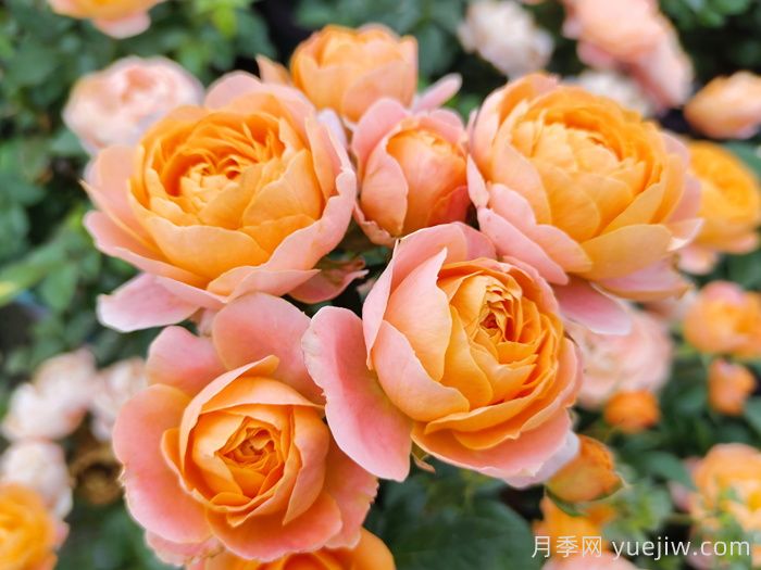 8種高顏值又好養的月季花，唯美驚艷(圖5)