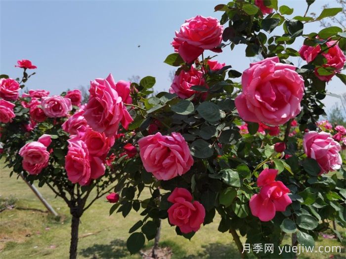 涼山西昌：春日浪漫，比碗口大的月季花你見(jiàn)過(guò)嗎？(圖2)