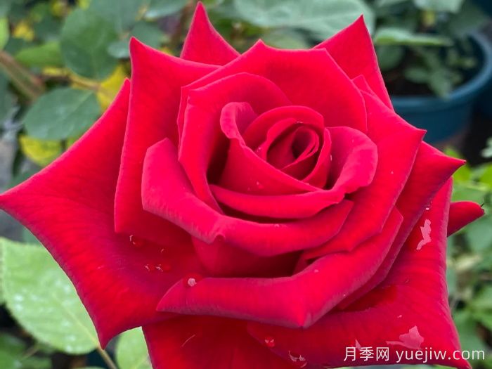 經(jīng)典中國紅！20種紅色月季推薦(圖7)