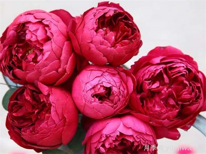 經(jīng)典中國紅！20種紅色月季推薦(圖6)