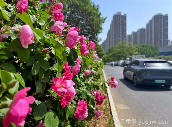 洛陽(yáng)：月季花開(kāi)香滿(mǎn)城，打卡地點(diǎn)送給你(圖2)