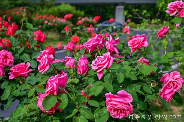 洛陽(yáng)：月季花開(kāi)香滿(mǎn)城，打卡地點(diǎn)送給你(圖1)