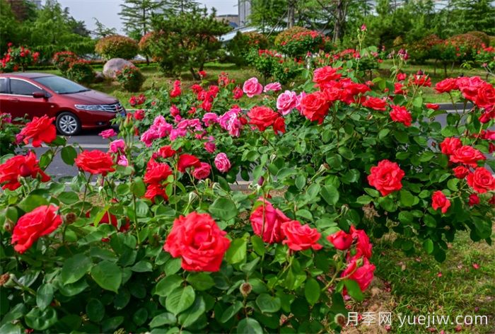洛陽(yáng)：月季花開(kāi)香滿(mǎn)城，打卡地點(diǎn)送給你(圖4)