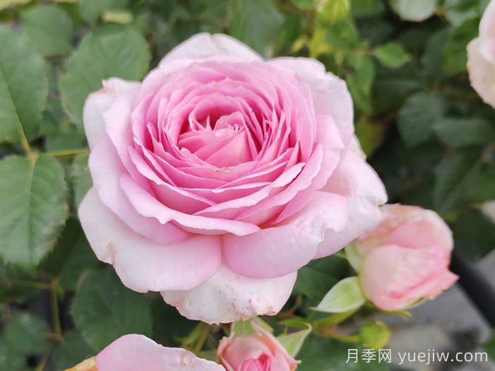 耐熱月季，天狼暑系列月季品種(圖1)