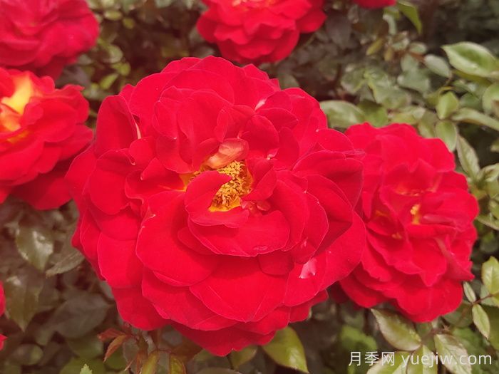 野生薔薇到現代月季的歷史演變(圖1)