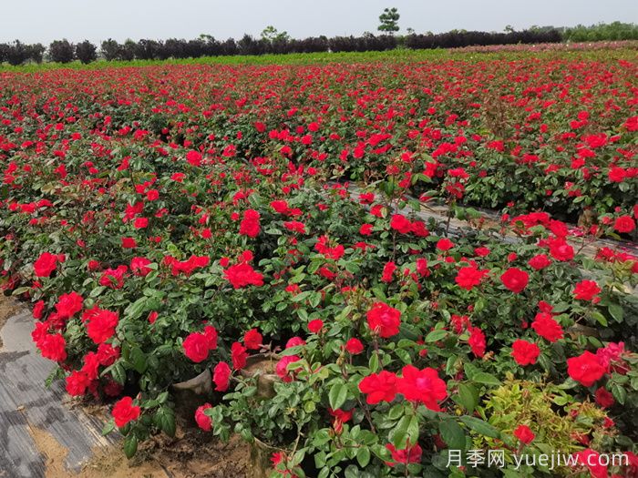 南陽(yáng)月季：月季繁花綻放，繪就產(chǎn)業(yè)富民(圖2)