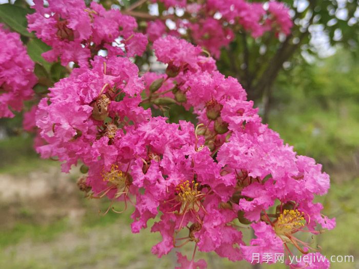 11種常見(jiàn)住宅入戶(hù)植物(圖2)