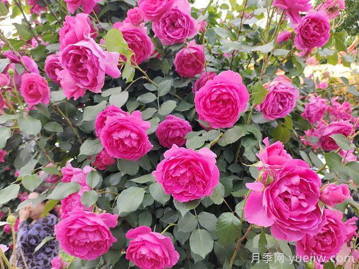 月季不開(kāi)花到底是為什么？月季爆花教程(圖1)
