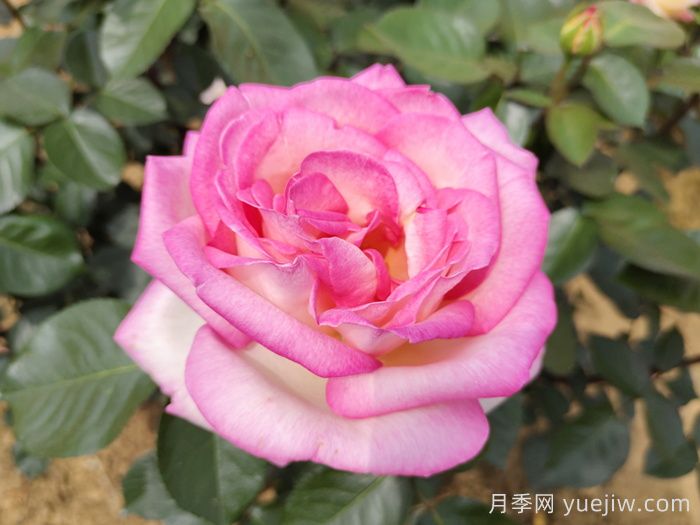 南陽(yáng)月季：智能云端，讓養月季更智慧(圖1)