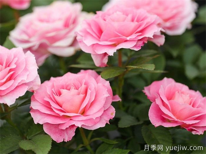 海神王陽(yáng)臺月季和鈴之妖精月季，哪款更值得入手？(圖2)