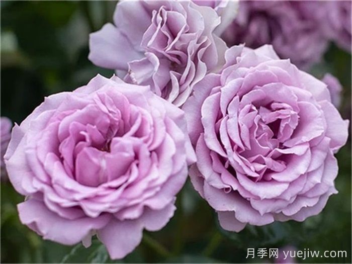 高級感拉滿(mǎn)的6款藍紫色月季(圖2)