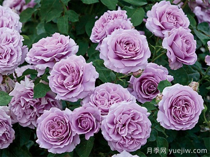 高級感拉滿(mǎn)的6款藍紫色月季(圖3)