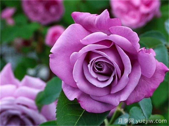 高級感拉滿(mǎn)的6款藍紫色月季(圖1)