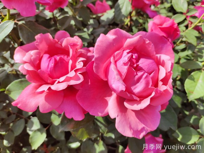 南陽(yáng)月季：南陽(yáng)市月季國家林木種質(zhì)資源庫引領(lǐng)產(chǎn)業(yè)發(fā)展(圖1)