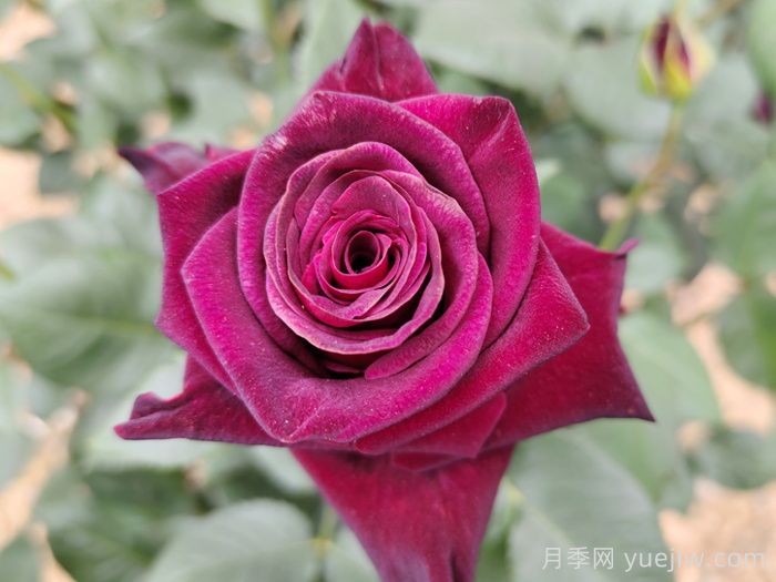 不同顏色月季花代表的含義？(圖1)