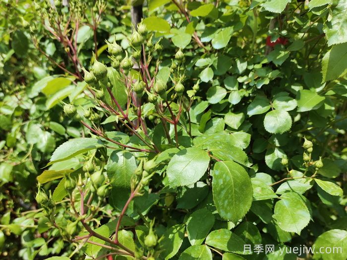 帶花苞的月季小苗，如何給它定植服盆？(圖1)