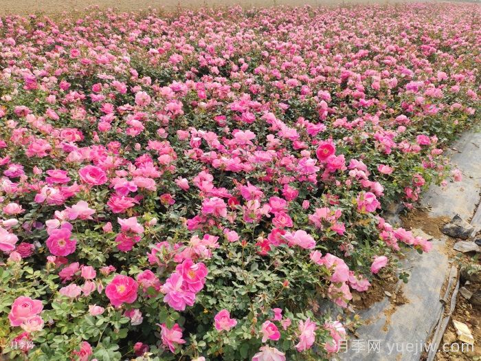 帶花苞的月季小苗，如何給它定植服盆？(圖2)