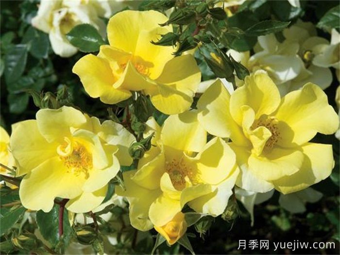 單瓣月季也迷人，推薦5個(gè)單瓣月季品種(圖2)
