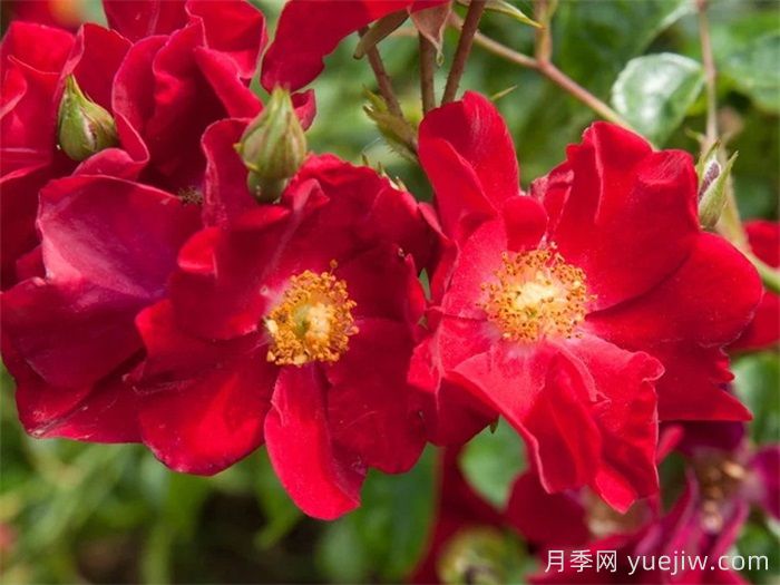 單瓣月季也迷人，推薦5個(gè)單瓣月季品種(圖4)