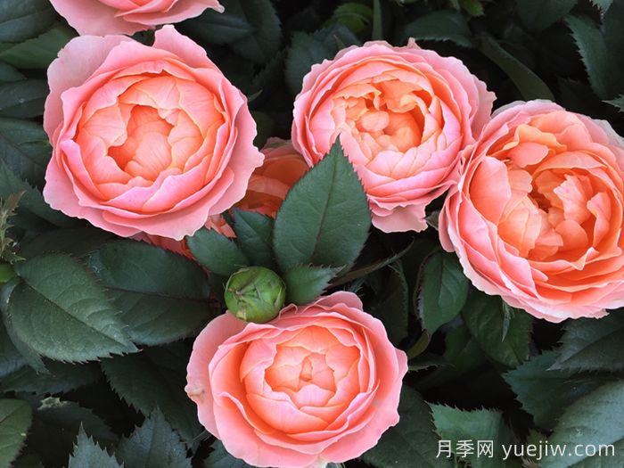 ***齊全的適合陽(yáng)臺養的月季品種系列(圖1)