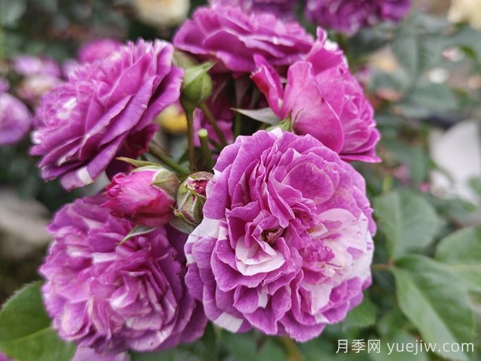 ***齊全的適合陽(yáng)臺養的月季品種系列(圖4)