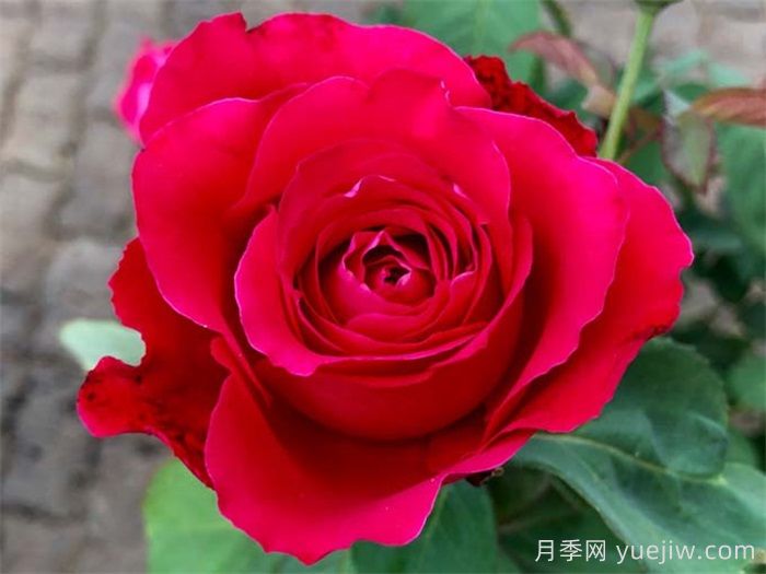 ***齊全的適合陽(yáng)臺養的月季品種系列(圖6)