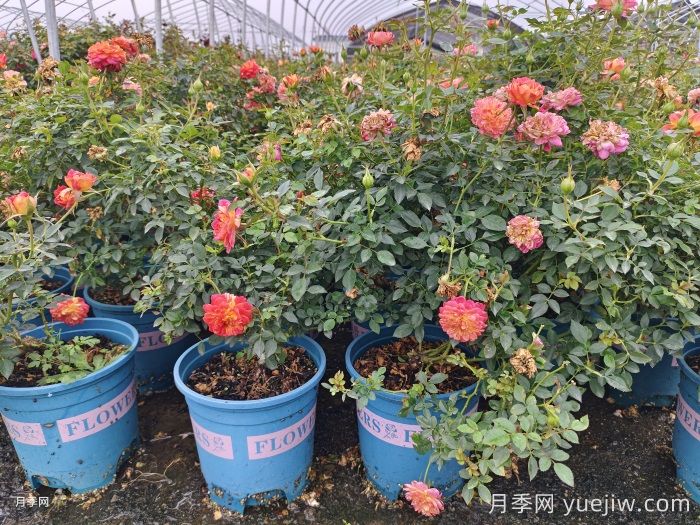 月季花白粉病如何防治？(圖1)