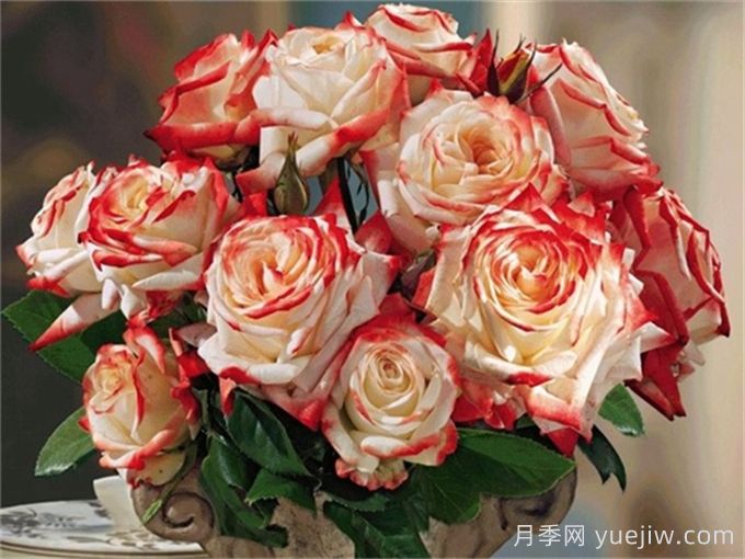 法拉皇后月季多長(cháng)時(shí)間能長(cháng)成大灌木？(圖1)