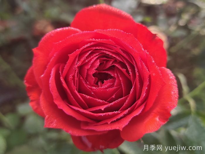紅蘋(píng)果月季與紅色果汁月季有什么區別？(圖1)