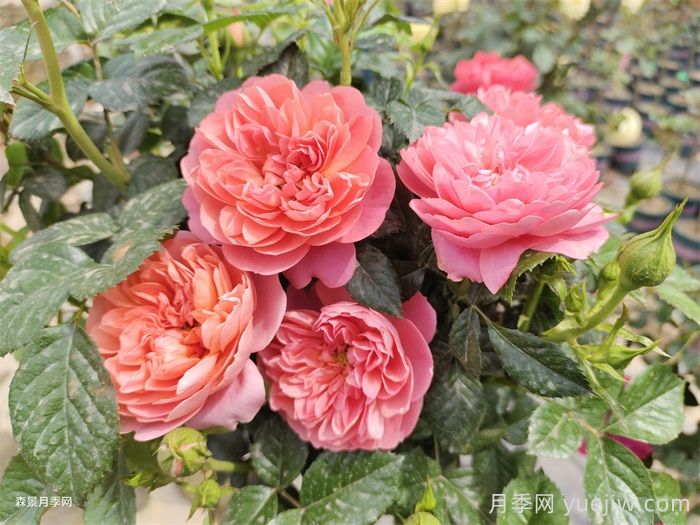 紅蘋(píng)果月季與紅色果汁月季有什么區別？(圖2)