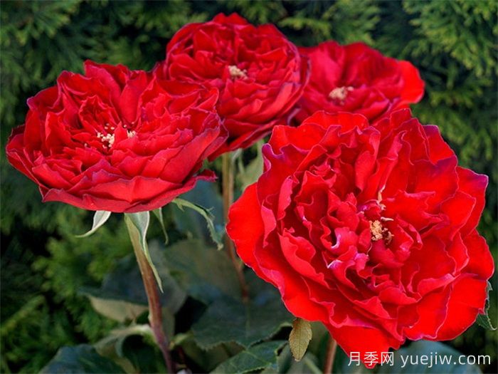 紅蘋(píng)果月季和紅舞裙月季有什么區別？(圖2)