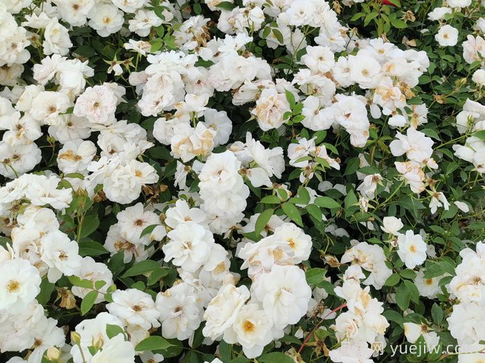 新疆可以種植哪些月季花品種？(圖1)