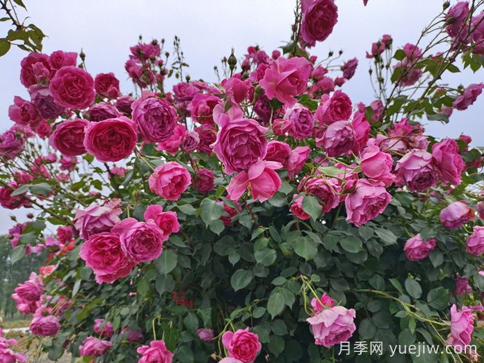 月季有紅蜘蛛用什么藥防治效果好？(圖1)