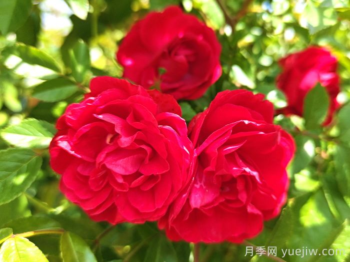 紅木香月季和夏令營(yíng)月季有什么區別？(圖1)