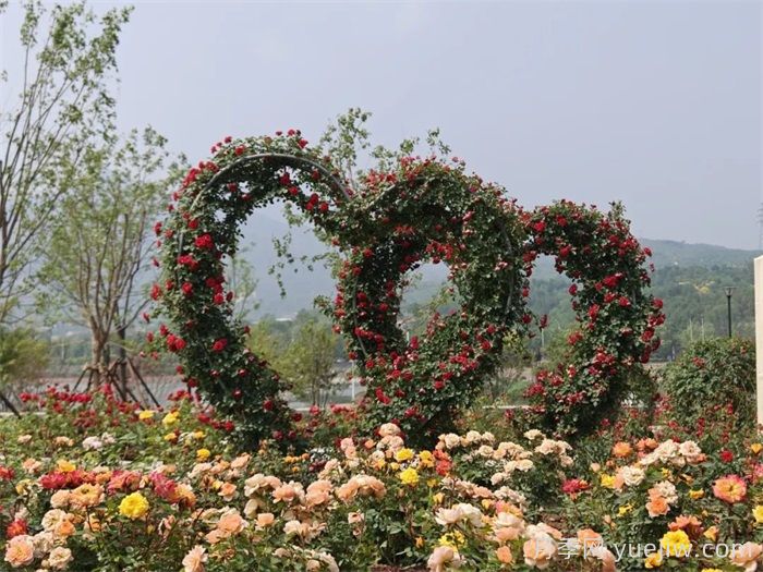 第九屆國際月季大會(huì )，北京京西月季洲開(kāi)啟頂流(圖2)