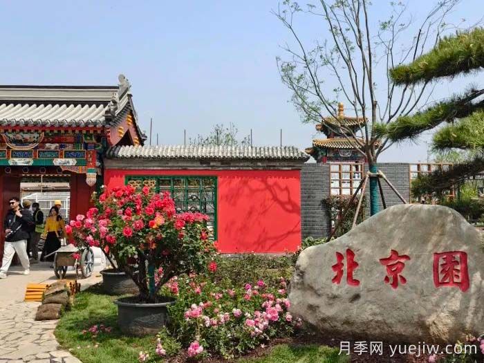 第九屆國際月季大會(huì )，北京京西月季洲開(kāi)啟頂流(圖3)