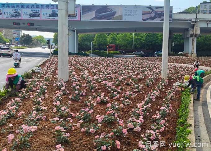 郴州月季：郴州增植月季，月季綻放驚艷花海(圖1)